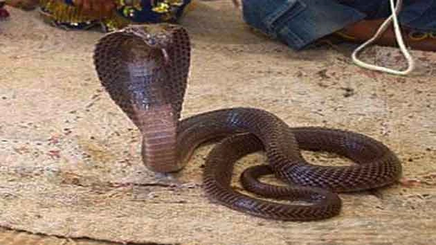 खौफनाक! एक ही घर में निकले 46 सांप, नागिन की तलाश... - 46 snakes found in a home