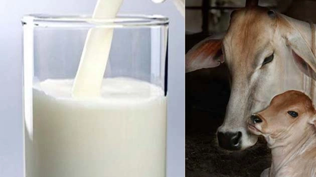 एड्स से बचाएगा गाय का दूध, पढ़ें 10 फायदे - 10 Benefit Of Cow's Milk