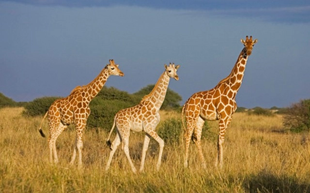 जिराफ पर मंडरा रहा है विलुप्त होने का खतरा - Giraffe, biologist, IUCN