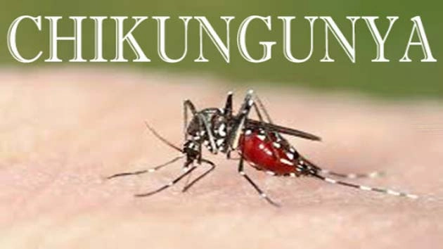 Chikungunya Home Remedies- ચિકનગુનિયામાં રાહત આપશે આ 4 ઘરેલૂ ઉપાય