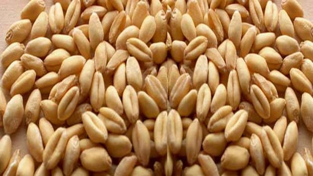 गेहूं के 5 औषधीय गुण, जरूर जानें - 5 Benefit Of Wheat