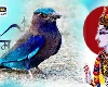 Dussehra 2022:  दसऱ्याच्या दिवशी नीळकंठ पक्षीचे दर्शन करणे शुभ आहे