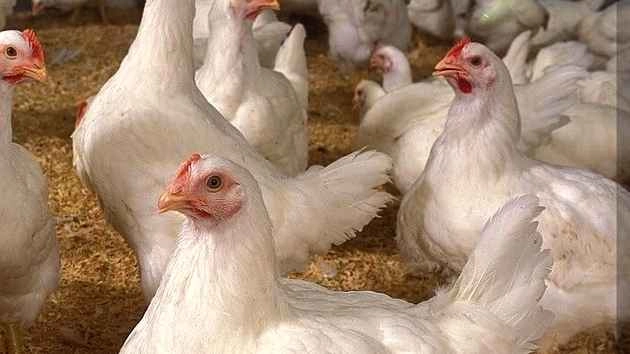 मुर्गीपालन लाभकारी क्यों और कैसे? - Poultry