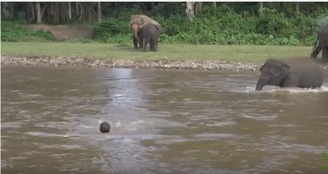 #WebViral छोटे से हाथी के बच्चे ने बचाया डूबता आदमी - little elephant save man