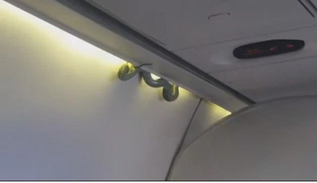 विमानात साप, प्रवाशांची घबराट (व्हिडिओ)