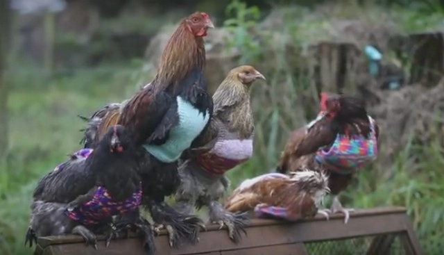 #WebViral छोटे मुर्गों ने पहना स्वेटर, क्या है यह चक्कर (वीडियो)