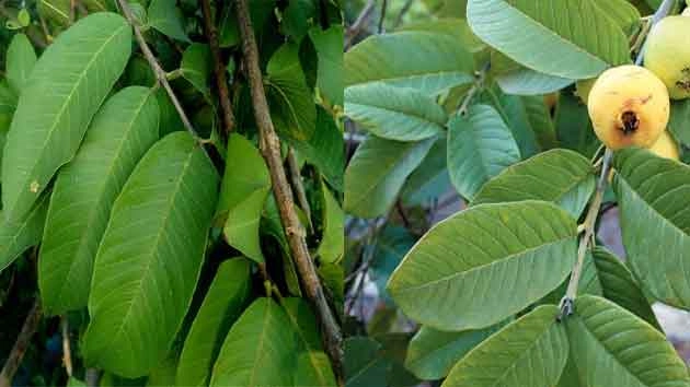 अमरूद की पत्त‍ियों के 5 ब्यूटी बेनिफिट, जरूर जानें - guava leaves benefits