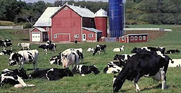 जानिए, कैसे करें दूध उत्‍पादन व्‍यवसाय... - Career news, milk business, dairy farm