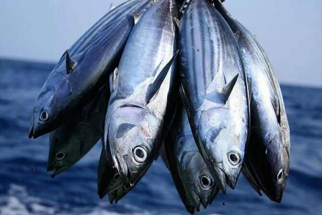मछली खाने से कैंसर और हृदय रोग होने का खतरा कम, रिसर्च का दावा - Fish longevity omega-3 fatty acids