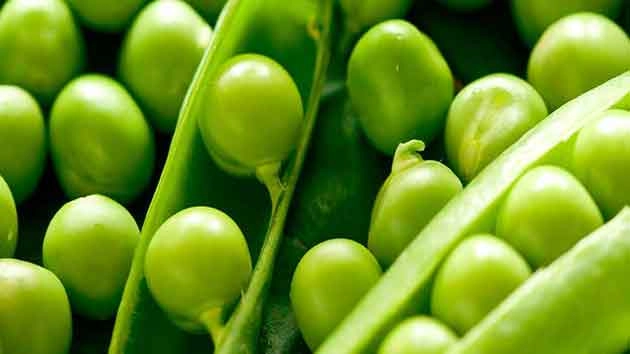 Pea Protein : मटर से बना प्रोटीन बहुत चर्चा में है जानिए कैसे बनता है,क्या हैं फायदे
