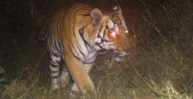 साल 2016 : मध्यप्रदेश में 89 बाघों की मौत...