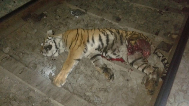 बाघ की ट्रेन से टकराने से मौत - body, tiger's death Hoshangabad
