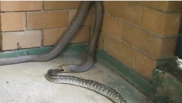 जहरीले सांप ने अजगर को निगला (वीडियो) - snake swallos another snake video