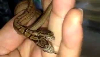 चौंक जाएंगे! दो मुंह वाला सांप (वीडियो) - Two faced snake video