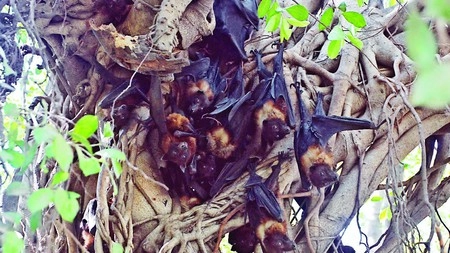 इंसानी खून चूसने वाले जंगली चमगादड़ मिले - vampire bats