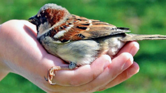 पक्षियों के बारे में दिलचस्प 20 तथ्‍य | Interesting 20 facts about birds