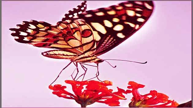 हिन्दी कविता : तितलियां उपवन में आई हैं... - poem on butterfly