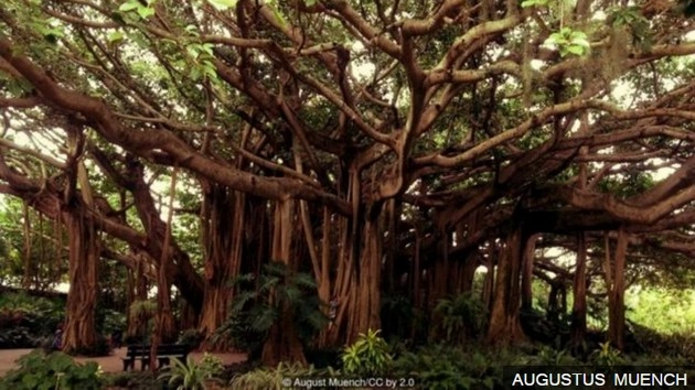 कई सभ्यताओं को नया अर्थ दिया है इस पेड़ ने | bodhi fig tree