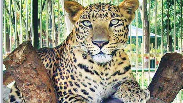 कहानी : आदमखोर तेंदुआ - leopard story