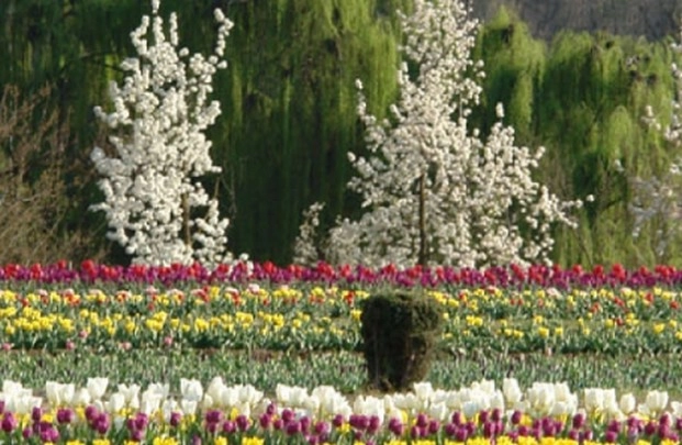पर्यटन को पटरी पर लाने की खातिर ‘बहार-ए-कश्मीर’ को सहारा है ट्यूलिप गार्डन का - Tulip Garden, Jammu & Kashmir