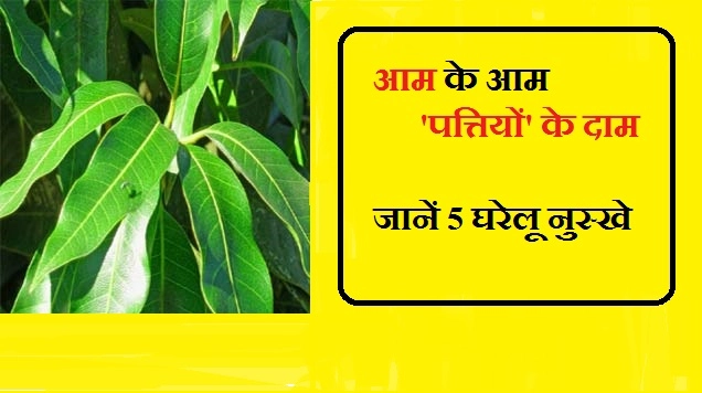 आम के आम 'पत्तियों' के दाम, जानें 7 घरेलू नुस्खे - Mango Leaf Benefit In Hindi