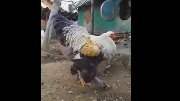 दुनिया का सबसे बड़ा मुर्गा, आकार देखकर पड़ जाएंगे आश्चर्य में - world's biggest chicken on social media