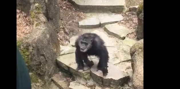चिम्पांजी ने महिला के साथ की ऐसी गंदी हरकत (वीडियो) - Watch video : Chimpanzee throws poop on old woman at zoo