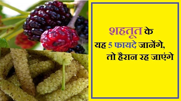 शहतूत के यह 5 फायदे जानेंगे, तो हैरान रह जाएंगे - Shahtoot/Mulberry Benefit In Hindi