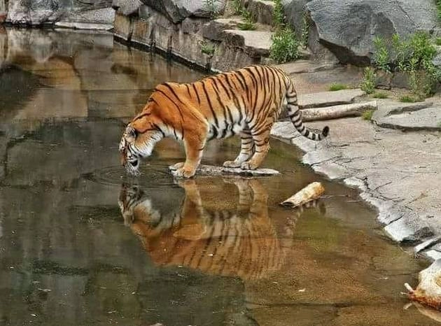टूरिस्ट के सामने टाइगर का लाइव-शो देखकर रह जाएंगे दंग - Live show Tiger, Satpura Tiger Reserve Park