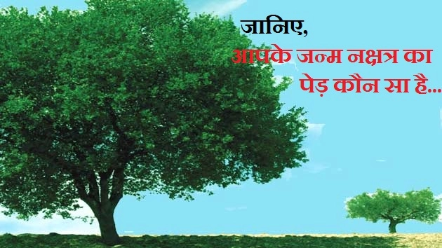 जानिए, आपके जन्म नक्षत्र का पेड़ कौन सा है... - Which Is Your Tree According To Nakshatra