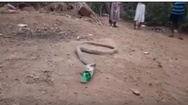 बॉटल में अटकी किंग कोबरा की जान (वीडियो) - snake swallow a plastic bottle