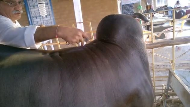 शंखेश्वर तीर्थ में कामधेनु गाय, देखिए वीडियो - kamdhenu gay in shankheshwar gujarat