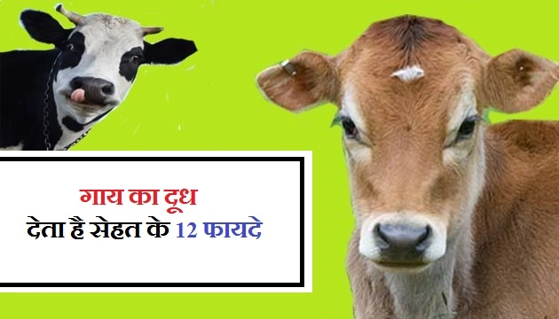 गाय का दूध देता है, सेहत के 12 फायदे - Gae ka Doodh
