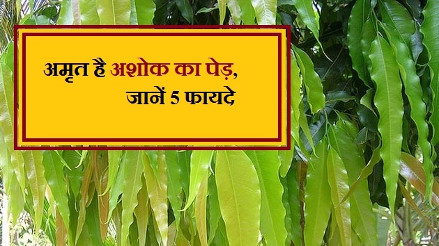 महिलाओं के लिए अमृत है अशोक का पेड़, जानें 5 फायदे - Health Benefit Of Ashok Tree