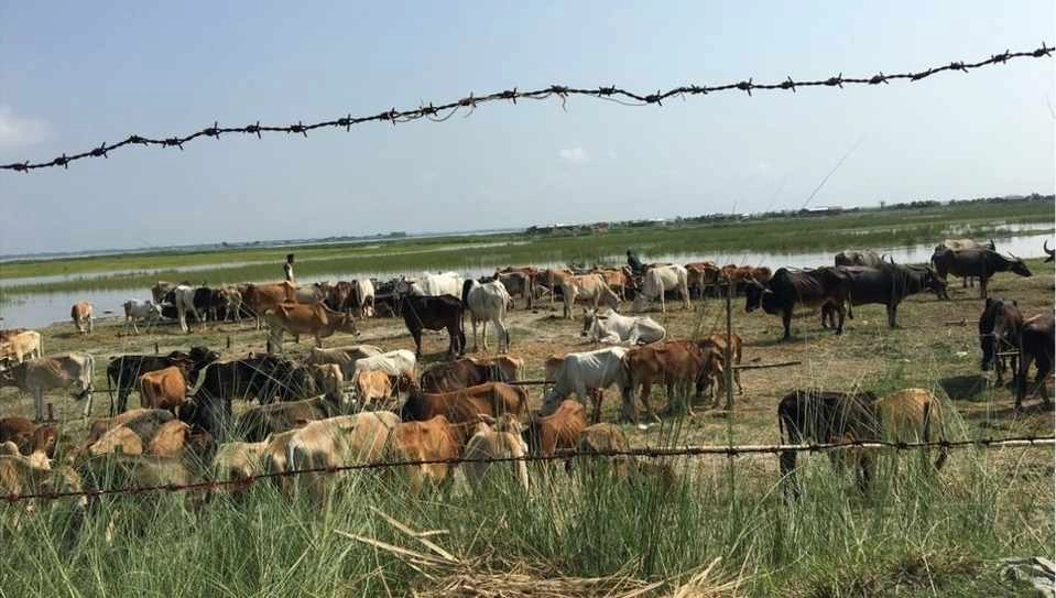 ग्राउंड रिपोर्ट: भारत की गाय, बांग्लादेश जाए? - Cow smuggling India-Bangladesh border