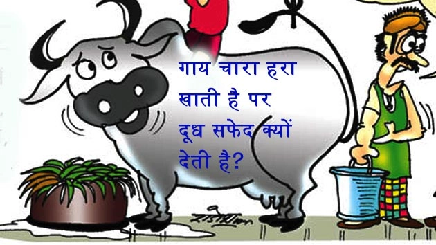 क्या आप जानते हो गाय चारा हरा खाती है पर दूध सफेद क्यों देती है? - Why is Cow's Milk White