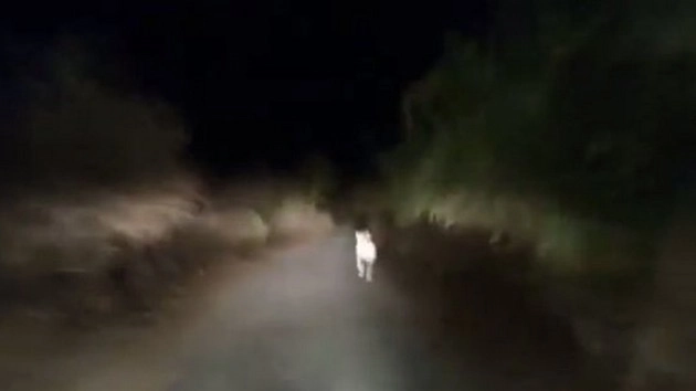 कार से शावक का पीछा किया, वाइरल हुआ वीडियो... - Lion Cub Chased By Car in Gujarat