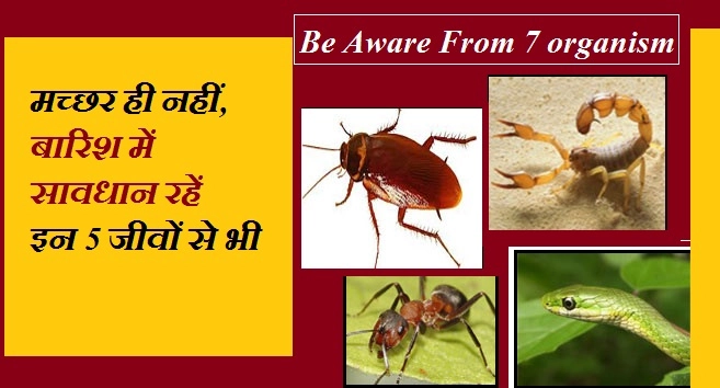 मच्छर ही नहीं, बारिश में सावधान रहें इन 6 जीवों से भी - Be Aware From 6 Organism In Rainy Season