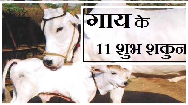 क्या आप जानते हैं गाय के यह 11 शुभ शकुन - gaay ke shagun