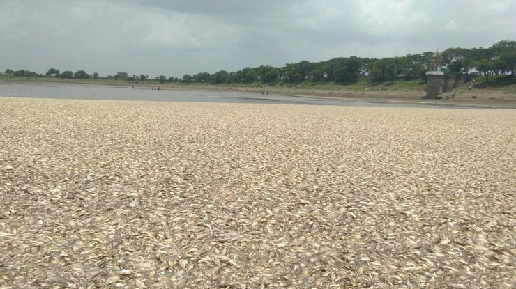 इंदौर निगम की घोर लापरवाही, मर गईं मछलियां...