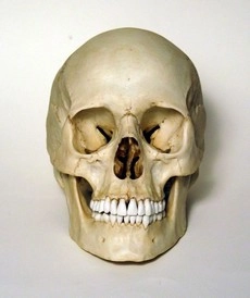 हजारों साल पुरानी खोपड़ी से चेहरा बनाने के लिए थ्रीडी तकनीक का इस्तेमाल