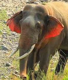 भारत में दिखे लाल कान वाले हाथी