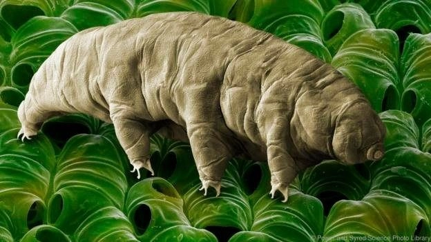 दुनिया के 'ना मरने वाले जीव' के राज़ - Micro organisms