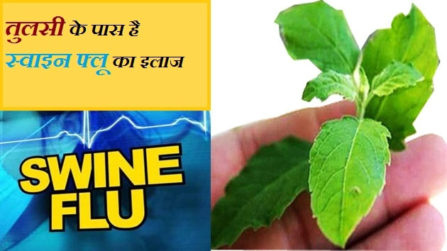 तुलसी बचाएगी स्वाइन फ्लू से, जानिए 6 फायदे - Swine Flu In Hindi