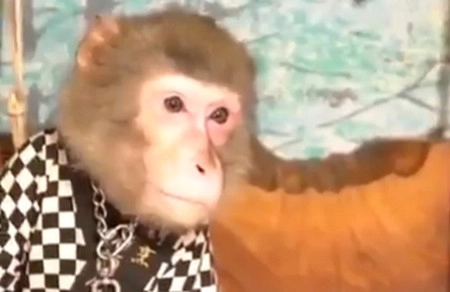 रेस्तरां जहां खाना परोसता है एक बंदर - Monkey in Japan restaurant
