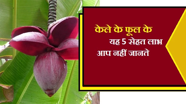 इन 5 बीमारियों से बचाता है केले का फूल, जानें फायदे
