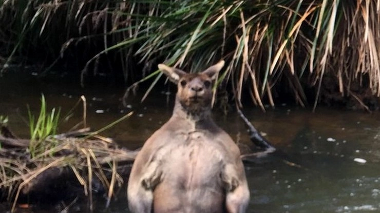 भीमकाय कंगारू ने आदमी को भी डरा दिया - Giant of a Roo found in Australia