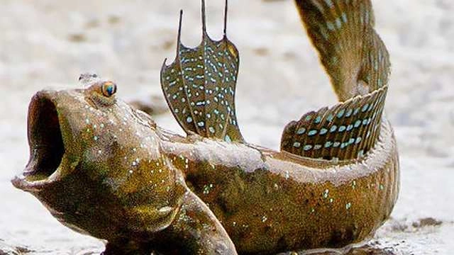 जमीन पर घूमने वाली मछली - thailand's mudskipper