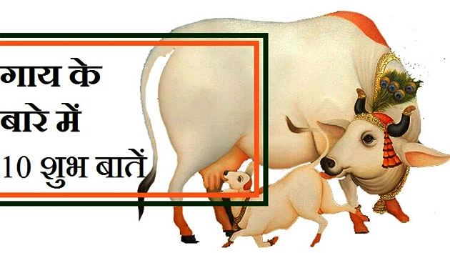 क्या आप जानते हैं, गाय के बारे में 10 शुभ बातें - Cow and astrology