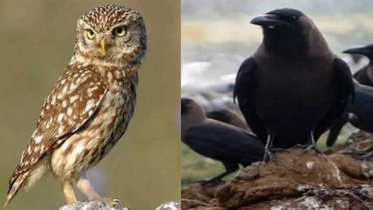 कौए और उल्लू की आवाज, जानिए क्या देती है संकेत | Crow and owl